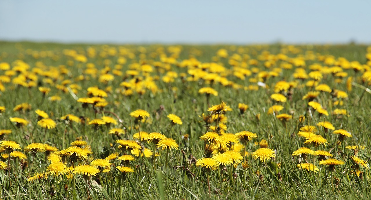 La primavera de Vivaldi canta a l'exuberància de la floració - Pixabay