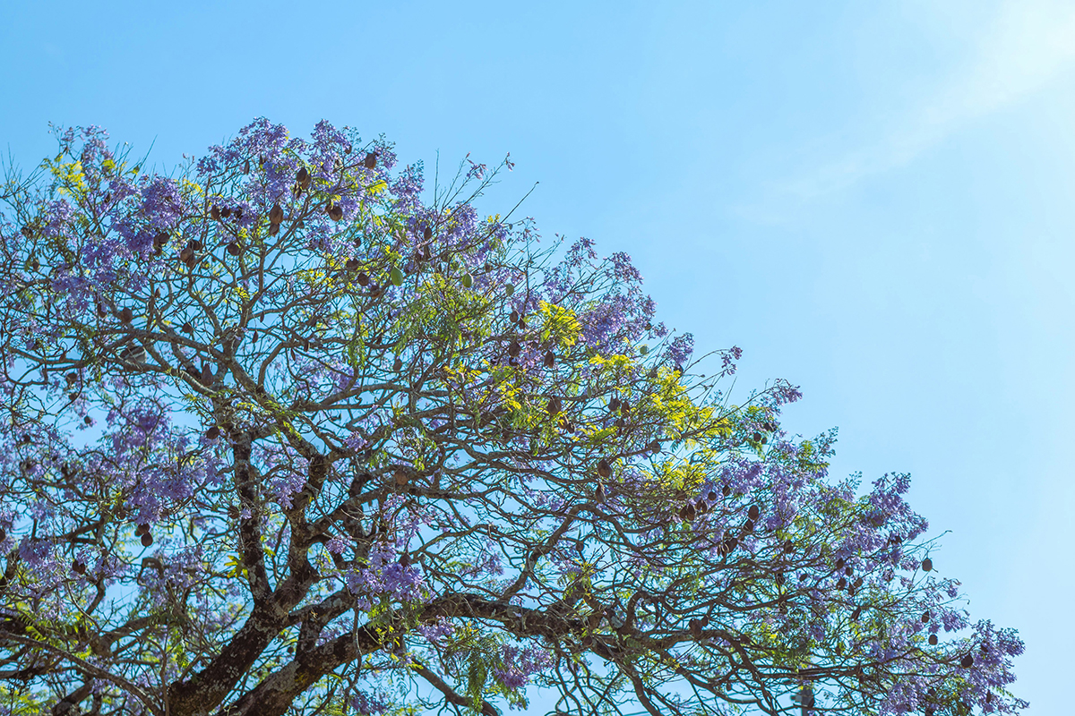 Les branques i fulles d'un arbre gratant el cel | © Soliman Cifuentes - Unsplash