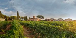 La vinya del senyor, a Reus