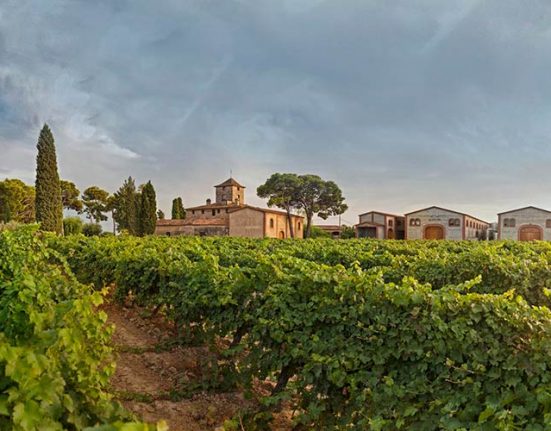 La vinya del senyor, a Reus