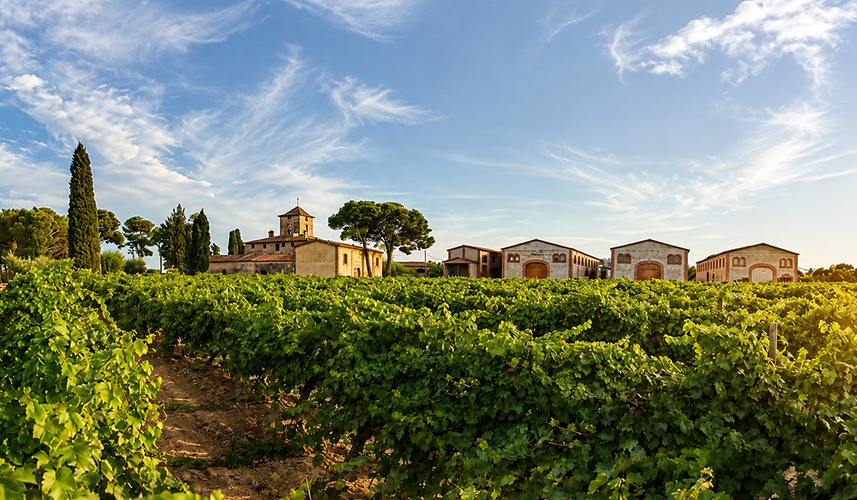 La vinya del senyor, a Reus