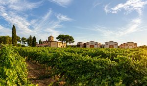 La vinya del senyor, a Reus