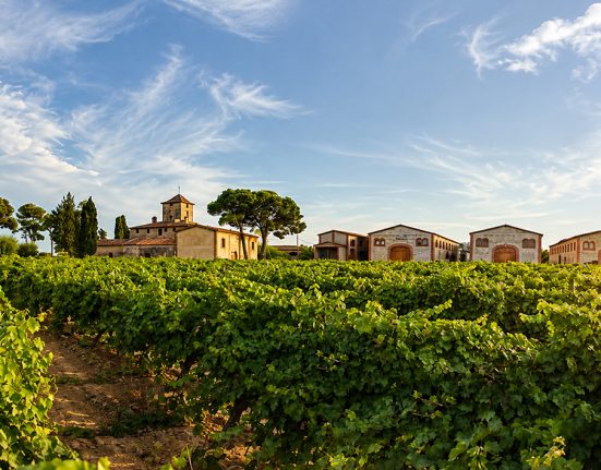 La vinya del senyor, a Reus