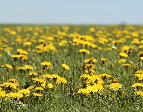 La primavera de Vivaldi canta a l'exuberància de la floració - Pixabay