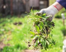 Males herbes