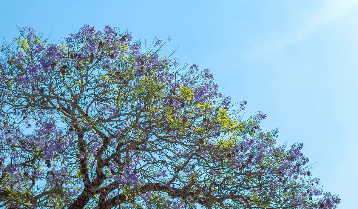 Les branques i fulles d'un arbre gratant el cel
