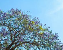 Les branques i fulles d'un arbre gratant el cel