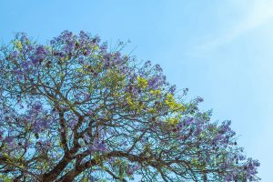 Les branques i fulles d'un arbre gratant el cel