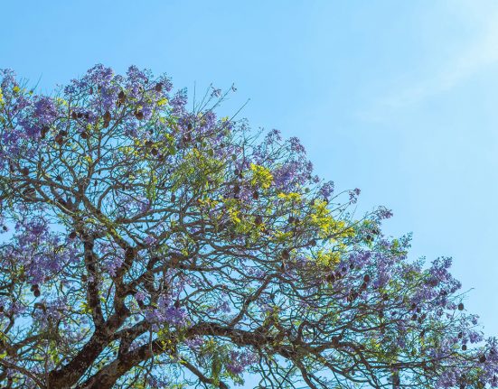 Les branques i fulles d'un arbre gratant el cel | © Soliman Cifuentes - Unsplash