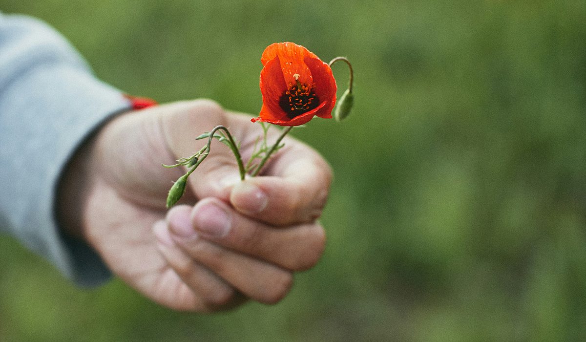 Una mà que ofereix una flor