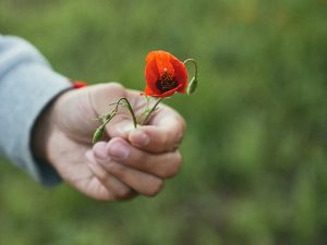 Una mà que ofereix una flor