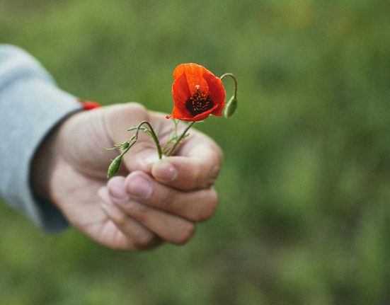 Una mà que ofereix una flor | © Dana Sarsenbekova - Unsplash