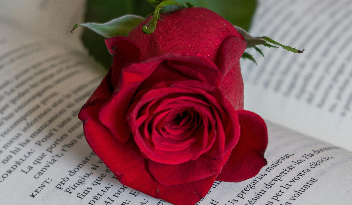 Novel·la històrica, poesia i filosofia: Recomanacions de Foc Nou per Sant Jordi 2025