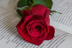 Novel·la històrica, poesia i filosofia: Recomanacions de ‘Foc Nou’ per Sant Jordi 2025
